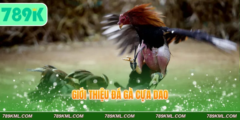 Giới thiệu đá gà cựa dao 789K